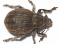 Philopedon plagiatum